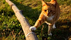 Fundamentos da Educação de Gatos