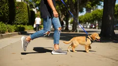 Como garantir passeios seguros e felizes para o teu cão