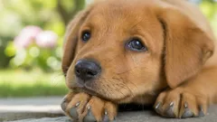 Descubra o que realmente significa quando o seu cão parece sentir culpa