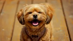 Riso canino: mitos e verdades sobre a alegria dos cães