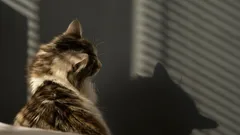 O Segredo do Olhar dos Gatos: Eles Realmente Veem Algo Sobrenatural?